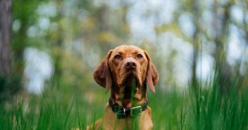 cane-sezze-ucciso