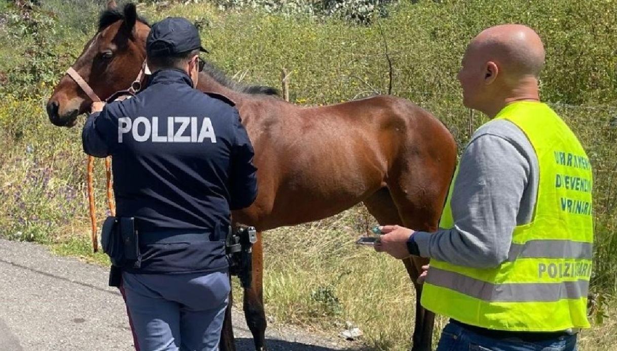 https://wips.plug.it/cips/notizie.virgilio.it/cms/2025/10/cavallo-morto-strada.jpg