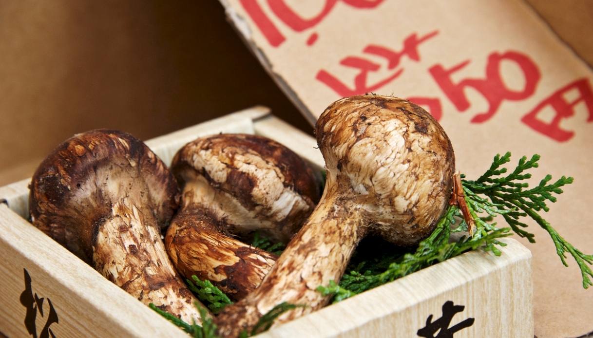 https://wips.plug.it/cips/notizie.virgilio.it/cms/2025/10/funghi-matsutake.jpg