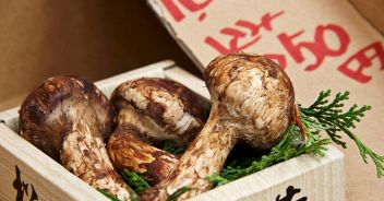 funghi-matsutake