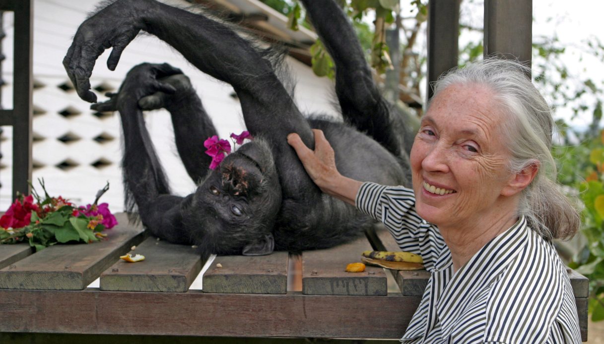 https://wips.plug.it/cips/notizie.virgilio.it/cms/2025/10/jane-goodall-signora-scimpanze.jpg
