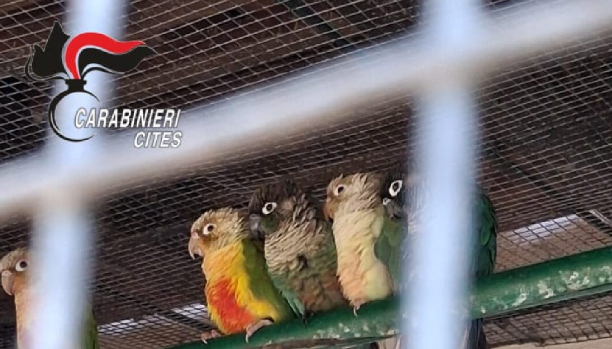 Scoperto giardino zoologico abusivo a Stresa, sequestrati 17 pappagalli esotici e multa di 30mila euro Scoperto giardino zoologico abusivo a Stresa, sequestrati 17 pappagalli esotici e multa di 30mila euro