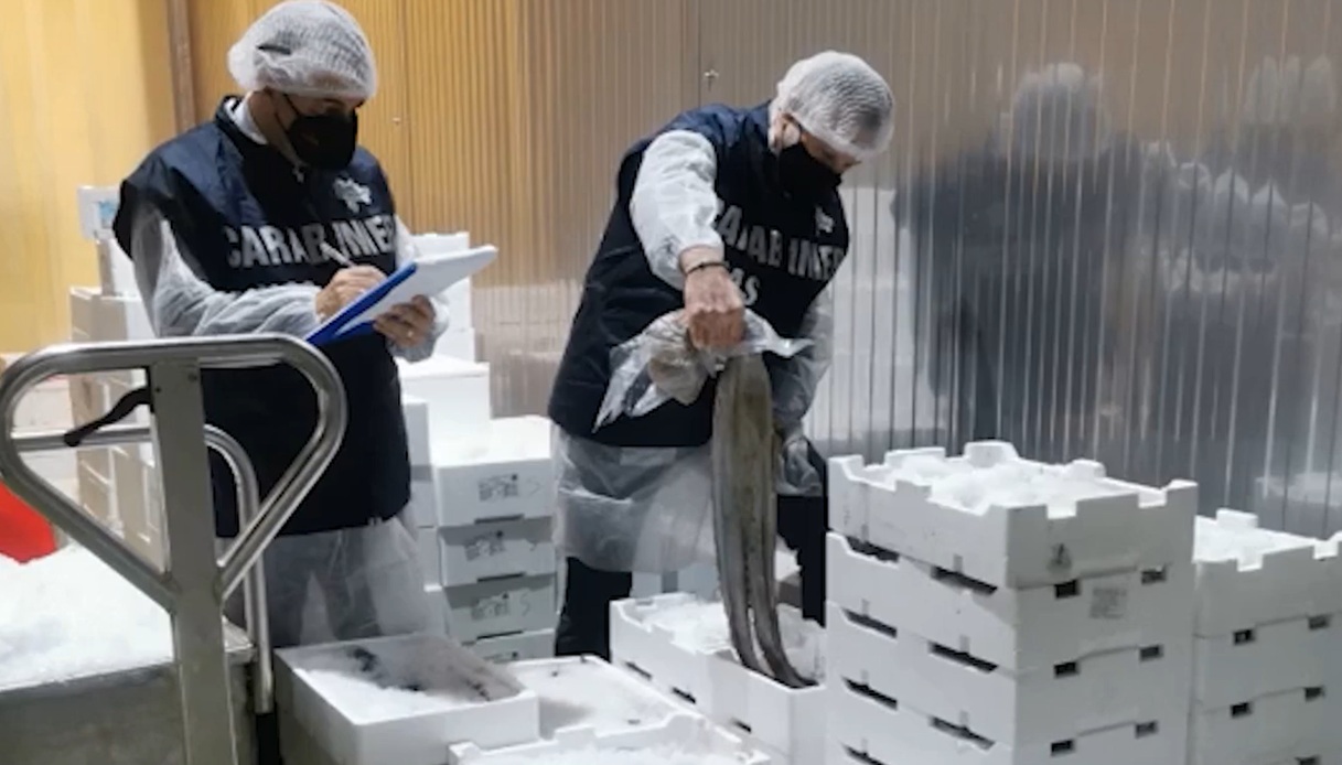 https://wips.plug.it/cips/notizie.virgilio.it/cms/2025/10/pesce-sequestrato.jpg
