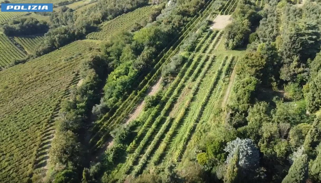 Video della maxi piantagione di marijuana scoperta a Verona, 44enne arrestato: in casa la fabbrica” di hashish