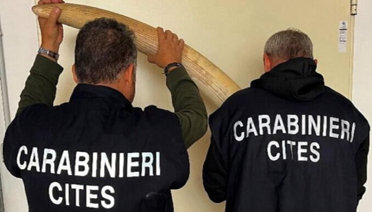 Scoperte e sequestrate 5 zanne di elefante africano a Torino, 40enne denunciato: i dettagli dell