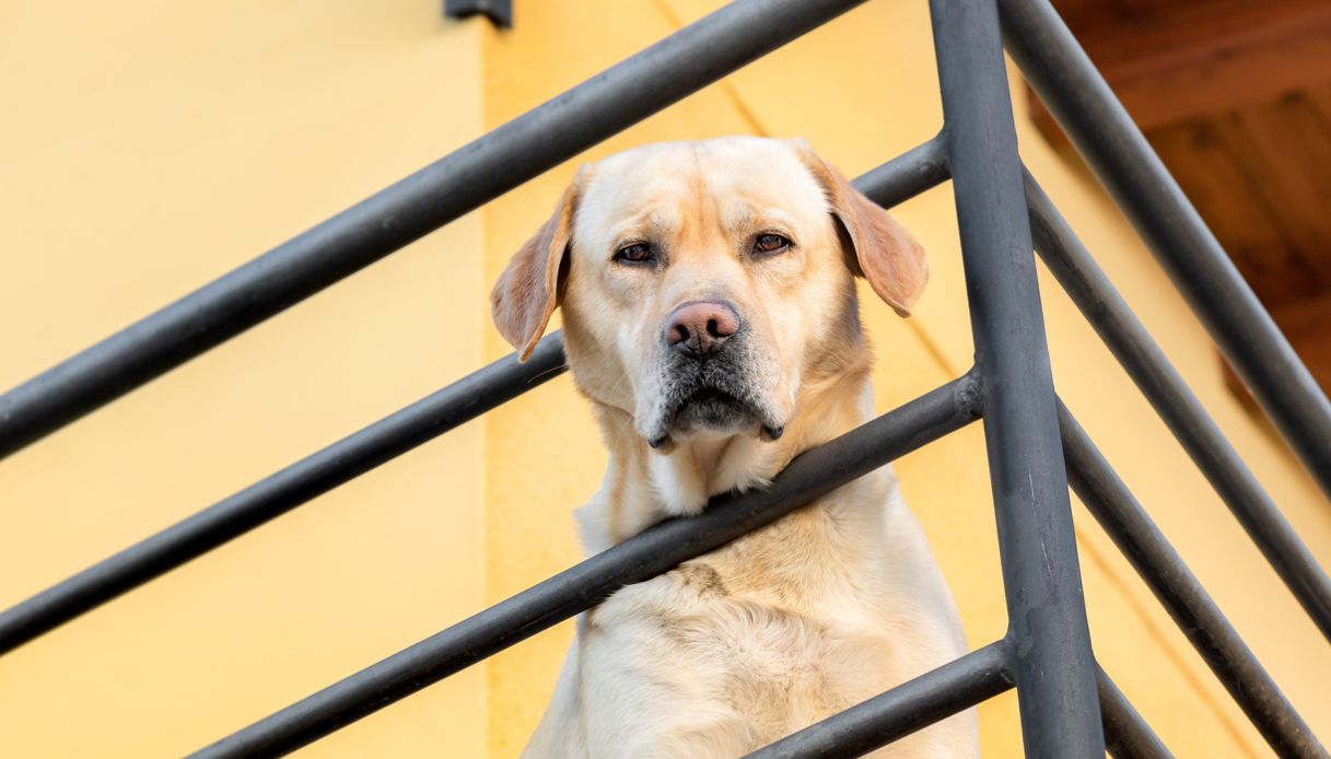 Cane sempre legato sul balcone a Lecce prova a fuggire lanciandosi nel vuoto, morto dopo la caduta su un Cane sempre legato sul balcone a Lecce prova a fuggire lanciandosi nel vuoto, morto dopo la caduta su un