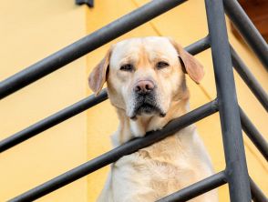 Cane sempre legato sul balcone a Lecce prova a fuggire lanciandosi nel vuoto, morto dopo la caduta su un'auto