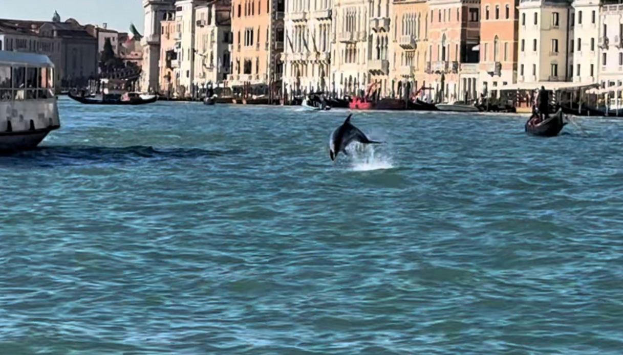 Delfino di Venezia allontanato dal bacino di San Marco, perché "Mimmo" non vuole lasciare la laguna Delfino di Venezia allontanato dal bacino di San Marco, perché "Mimmo" non vuole lasciare la laguna