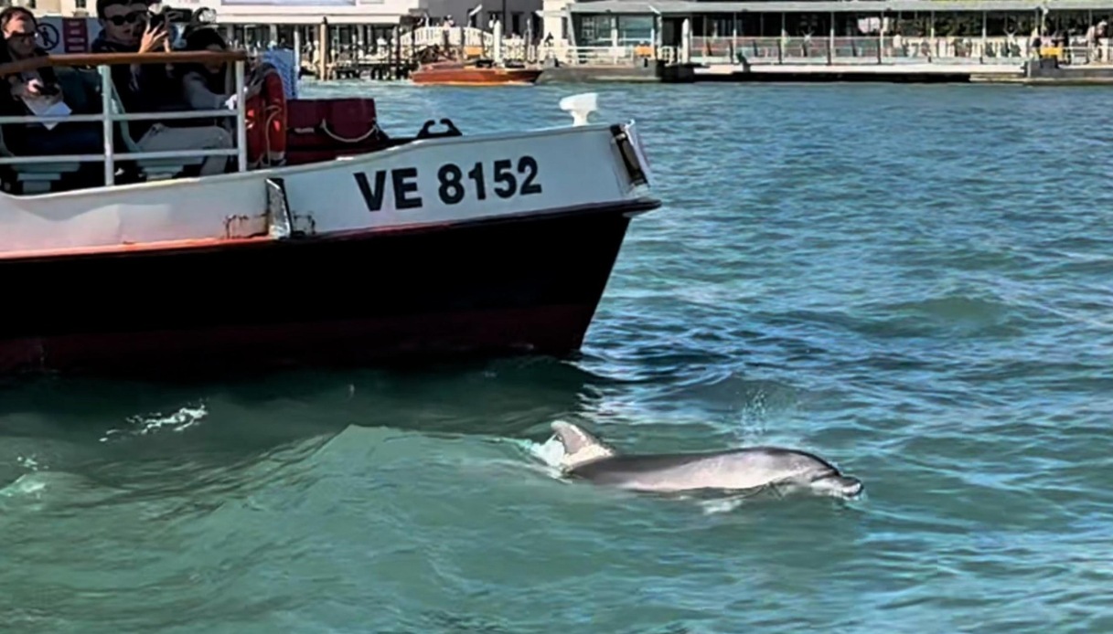 delfino-venezia-mimmo-laguna