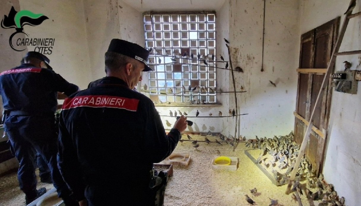 Lombardia e Veneto, 135 denunce per bracconaggio e sequestrati 2.400 uccelli: alcuni erano "dopati" Lombardia e Veneto, 135 denunce per bracconaggio e sequestrati 2.400 uccelli: alcuni erano "dopati"