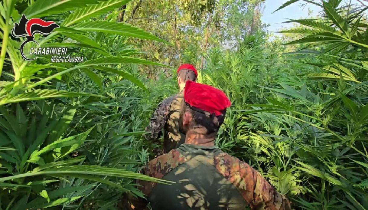 carabinieri nella giungla di rizziconi tra piante di marijuana e uliveti 29enne arrestato