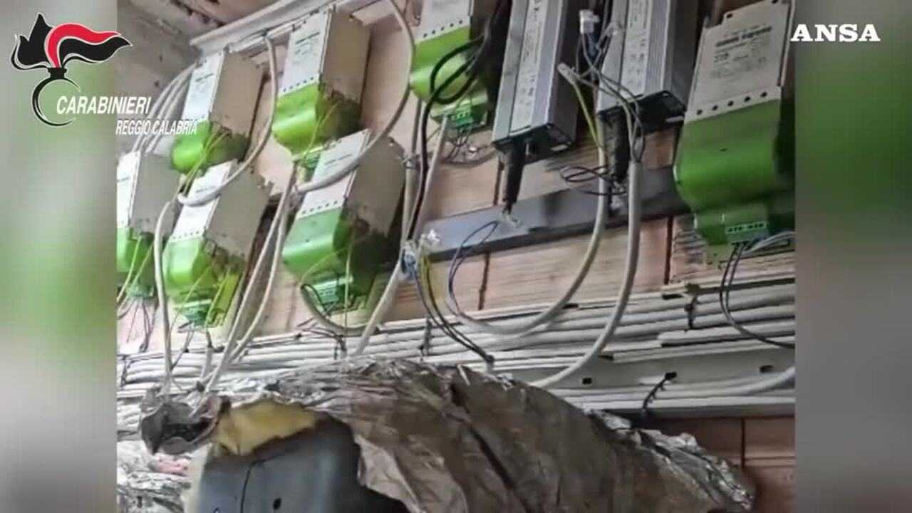 Scoperto a Platì un incredibile bunker con piantagione di marijuana sotto una stalla, padre e figlio nei guai