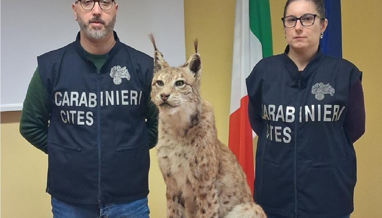 Sequestrata una lince europea imbalsamata a Torino, indagini sul proprietario e il tassidermista Sequestrata una lince europea imbalsamata a Torino, indagini sul proprietario e il tassidermista