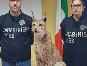 Sequestrata una lince europea imbalsamata a Torino, indagini sul proprietario e il tassidermista