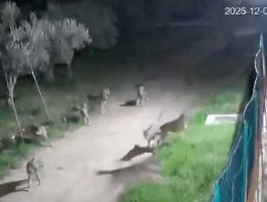 Lupi vicini alle case a Rocca San Giovanni in Abruzzo, sindaco firma ordinanza per allontanare gli animali