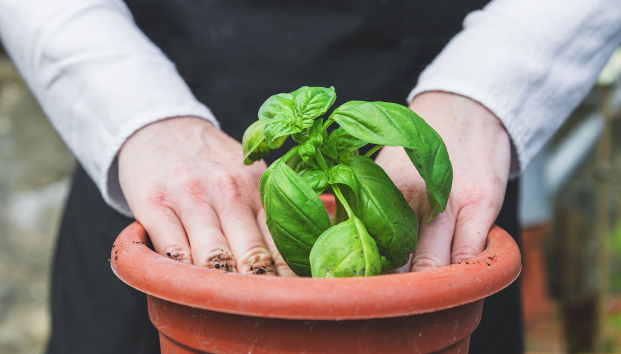 Trieste pianta basilico carcere