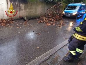 Albero caduto a Firenze durante il maltempo colpisce ragazza in scooter in zona Poggio Imperiale