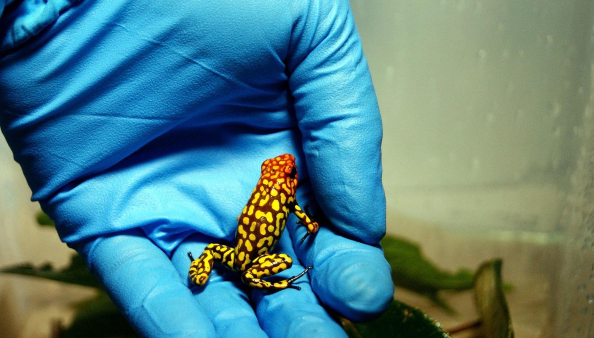 alexey navalny ucciso col veleno della rana freccia cos 232 l epibatidina e il siero letale sulla pelle da Virgilio.it alexey navalny ucciso col veleno della rana freccia cos 232 l epibatidina e il siero letale sulla pelle