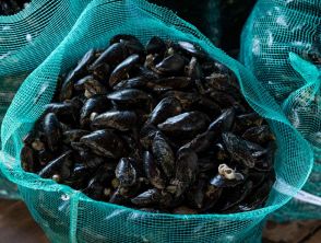 Allarme epatite A, ordinanza urgente del Comune di Napoli vieta il consumo di frutti di mare crudi nei locali