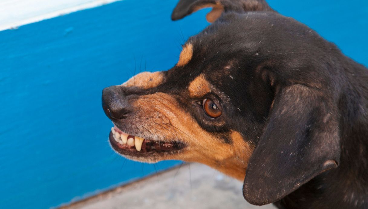 allerta rabbia a vittorio veneto scatta l obbligo di vaccinazione per 5000 cani dopo il caso furia no vax da Virgilio.it allerta rabbia a vittorio veneto scatta l obbligo di vaccinazione per 5000 cani dopo il caso furia no vax