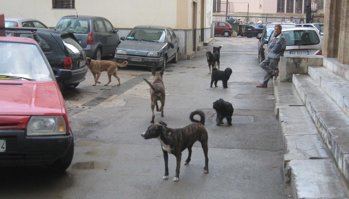 https://wips.plug.it/cips/notizie.virgilio.it/cms/2026/05/cani-randagi-lentini.jpg