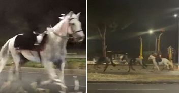 cavalli-roma-parata-2-giugno-fuga