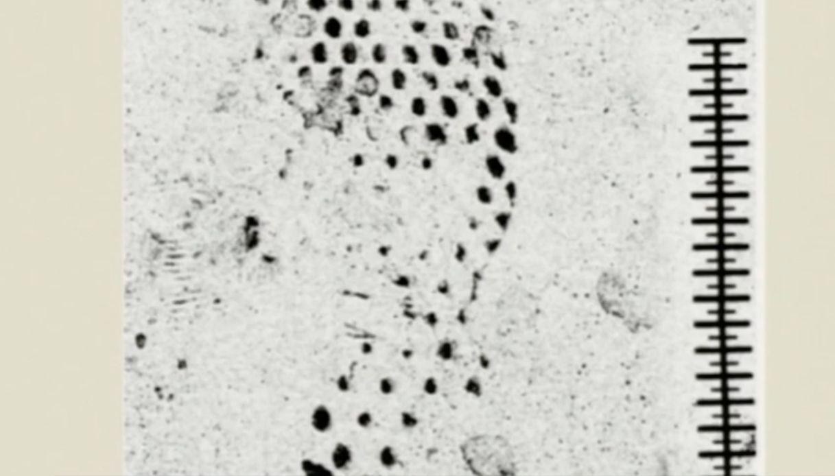 https://wips.plug.it/cips/notizie.virgilio.it/cms/2026/05/garlasco-impronta-scarpa-42-sempio-44.jpg