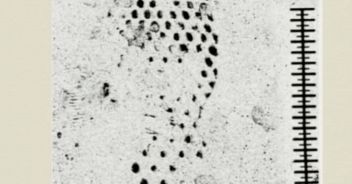 Garlasco impronta scarpa 42 Sempio 44