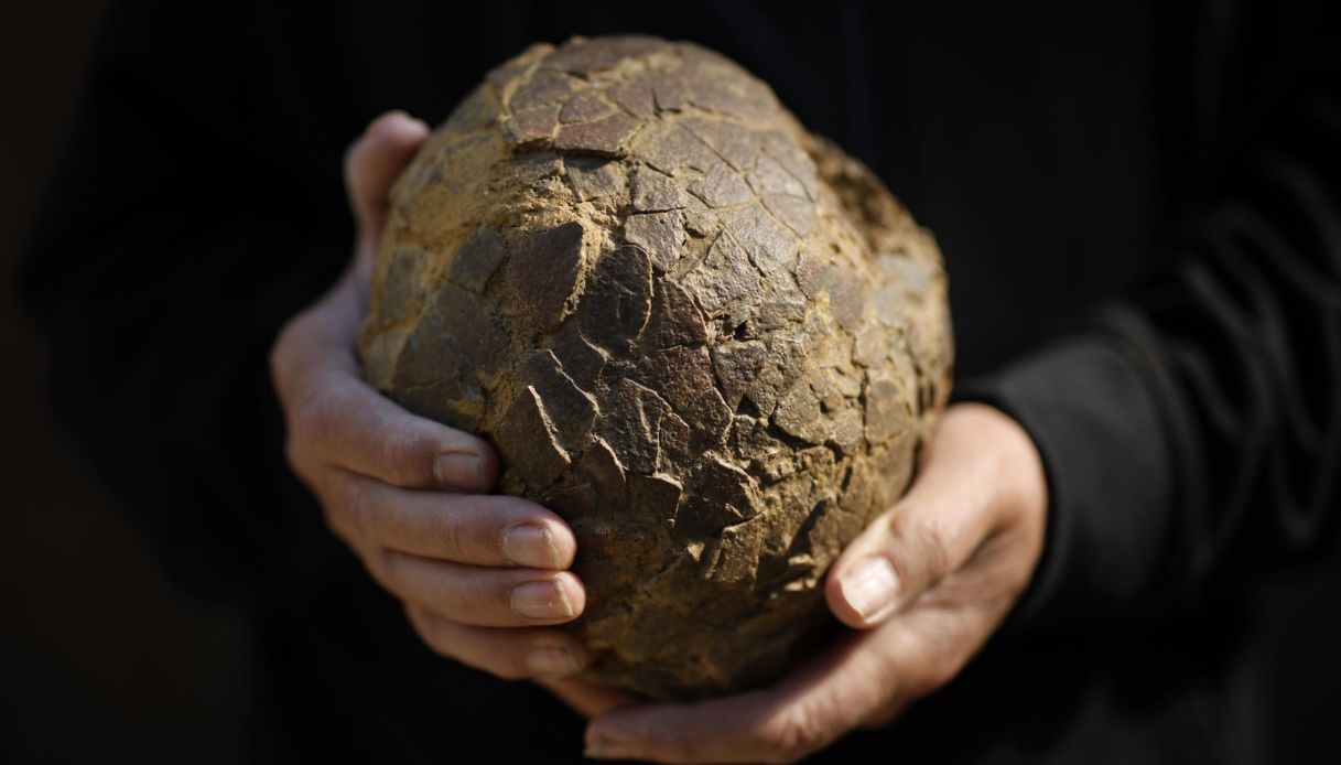 https://wips.plug.it/cips/notizie.virgilio.it/cms/2026/05/uova-dinosauro-francia.jpg