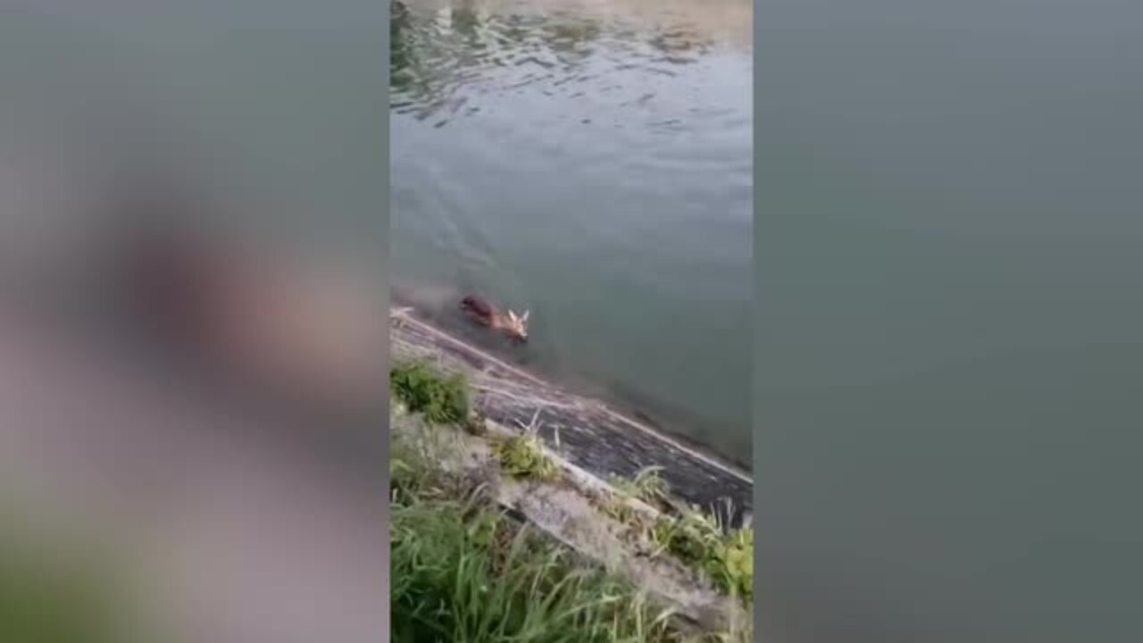 https://wips.plug.it/cips/notizie.virgilio.it/cms/2026/05/video_bc6394546215112.jpg