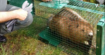 Castoro europeo riappare nel Novarese: era considerato estinto in Italia dal 1.700
