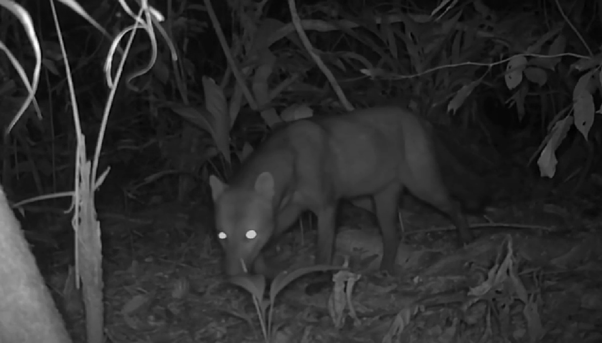 https://wips.plug.it/cips/notizie.virgilio.it/cms/2026/06/cane-fantasma-amazzonia.jpg