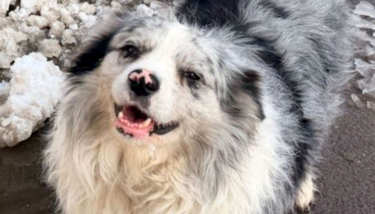 https://wips.plug.it/cips/notizie.virgilio.it/cms/2026/06/cane-influencer-chotou-cina.jpg
