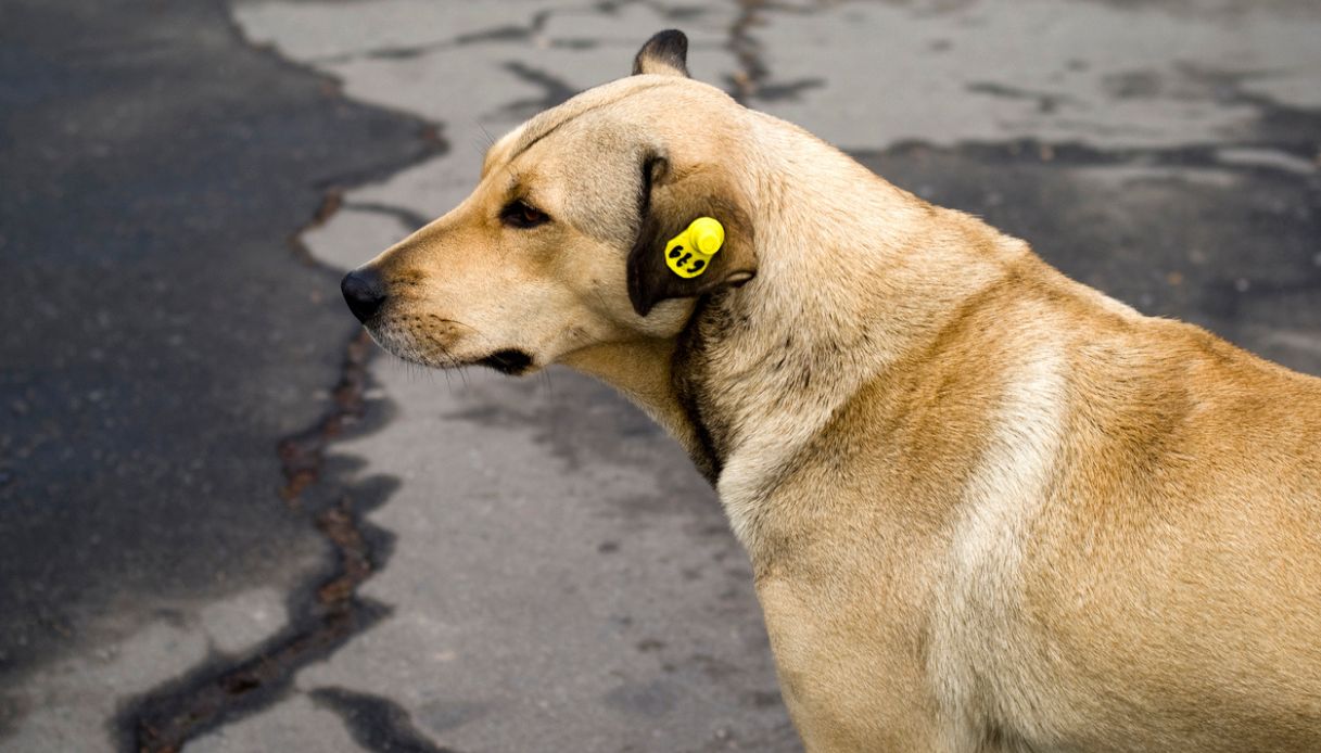 https://wips.plug.it/cips/notizie.virgilio.it/cms/2026/06/cane-rabbia-vittorio-veneto.jpg