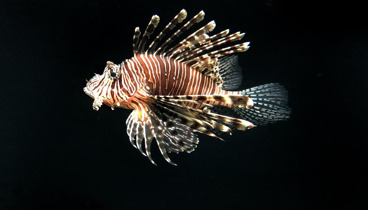 https://wips.plug.it/cips/notizie.virgilio.it/cms/2026/06/pesce-scorpione-velenoso.jpg