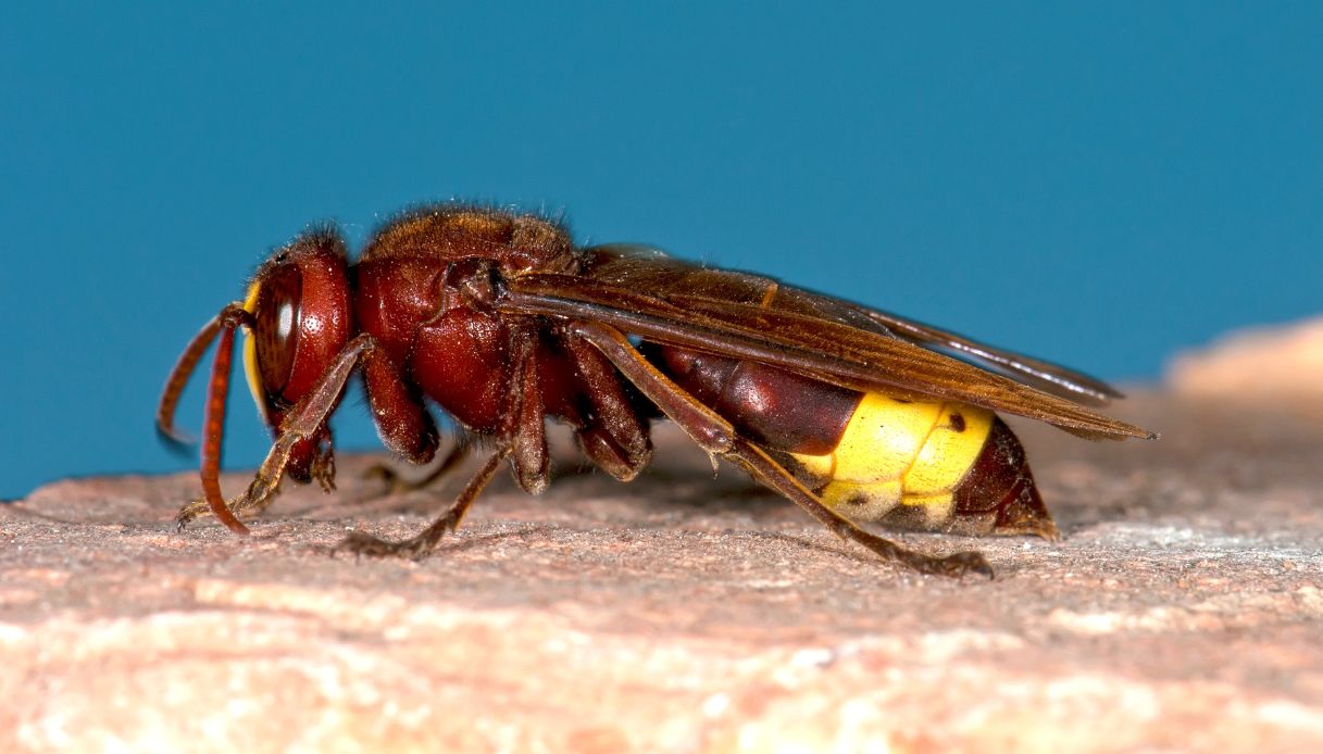 Vespa orientalis nelle case, come capire se c'è un nido e quali sono i rischi in caso di puntura