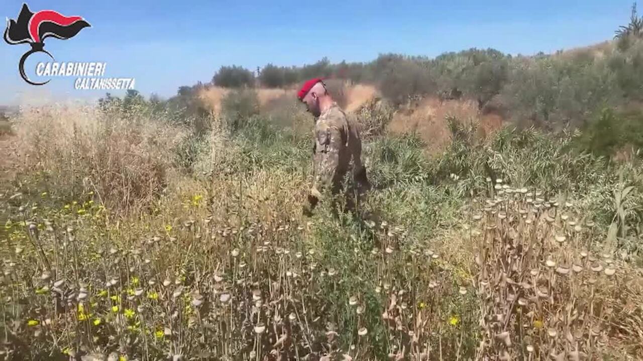 Nell'area chiusa a Niscemi dopo la frana spunta una coltivazione di papavero da oppio, due denunciati