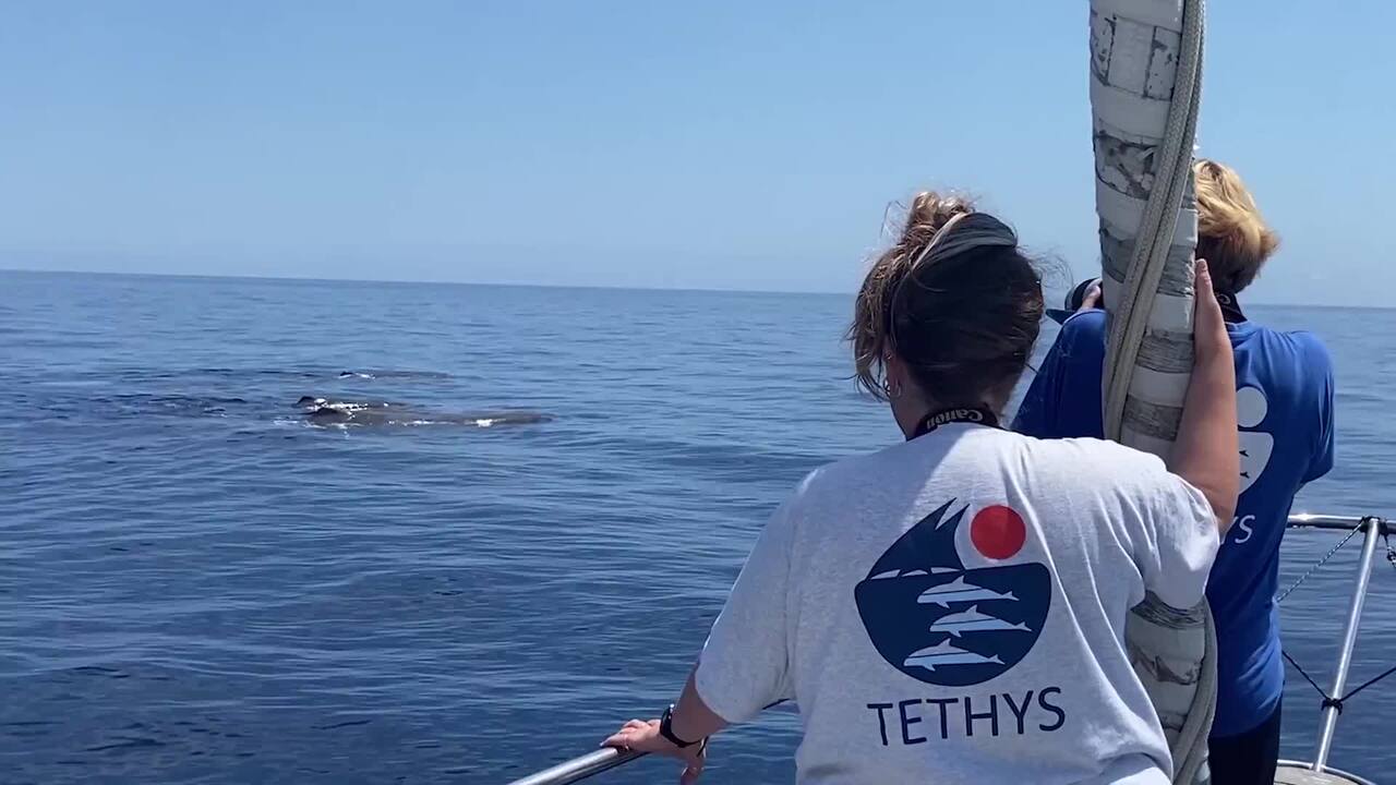 https://wips.plug.it/cips/notizie.virgilio.it/cms/2026/06/video_bc6398140906112.jpg