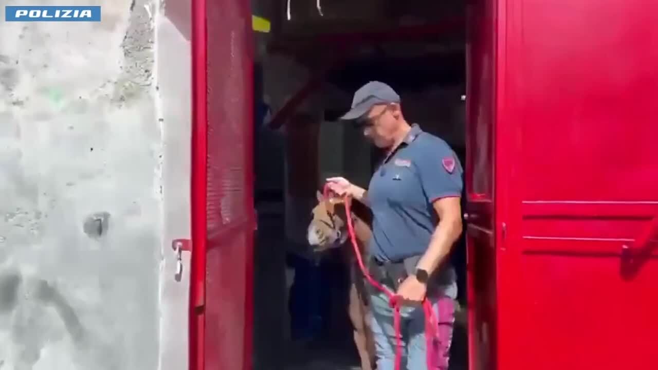 Operazione "Zoccolo duro" a Catania, il video del sequestro di 23 cavalli: inflitte multe per 50mila euro