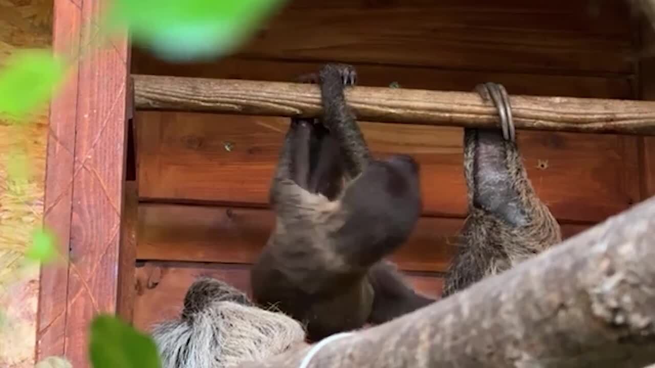 Bioparco Zoom Torino, le suggestive immagini del solo baby bradipo didattilo nato quest'anno in Italia