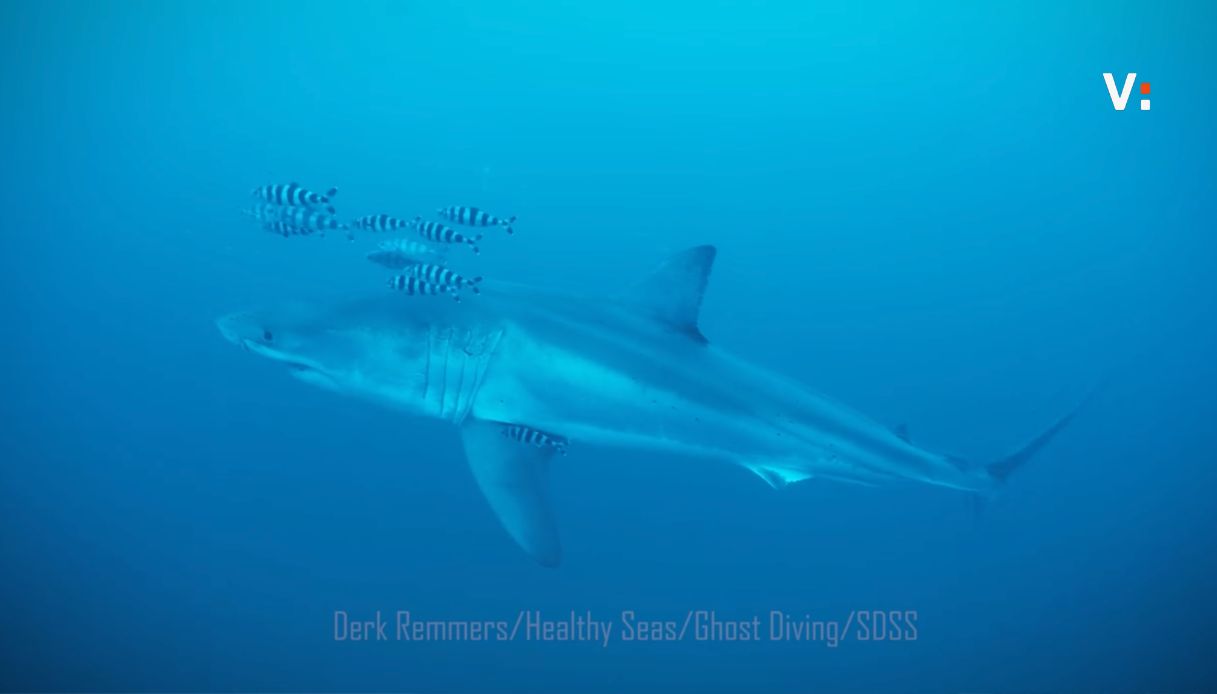 squalo bianco avvistato in sicilia 232 la prima volta il filmato subacqueo di un esemplare nel mediterraneo da Virgilio.it squalo bianco avvistato in sicilia 232 la prima volta il filmato subacqueo di un esemplare nel mediterraneo