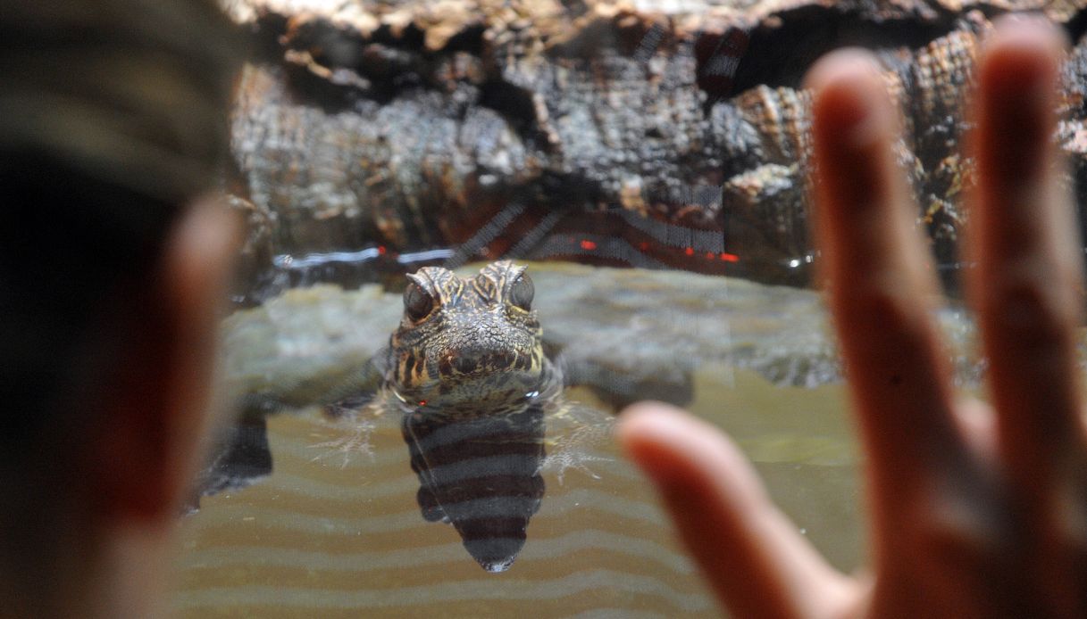 https://wips.plug.it/cips/notizie.virgilio.it/cms/2026/06/zoo-huntington-bimbo-coccodrilli.jpg