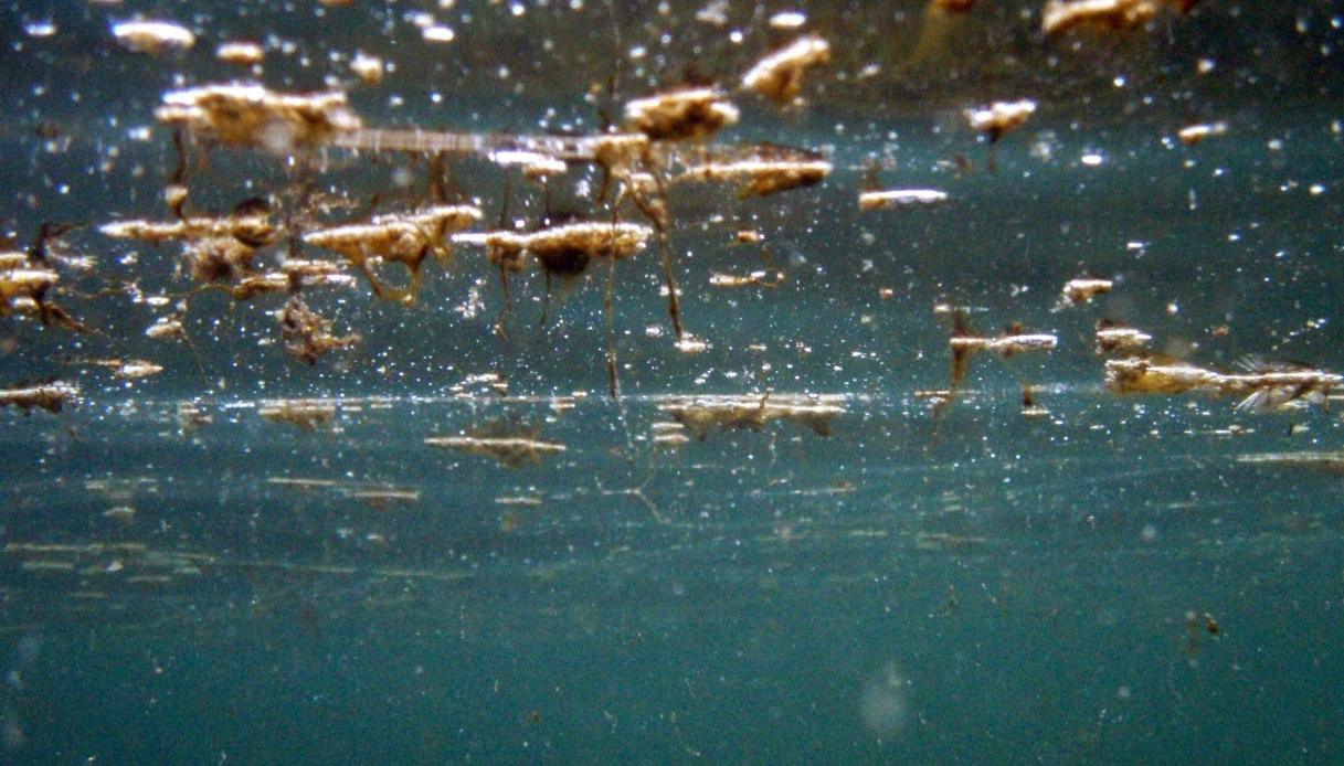 alga tossica in puglia segnalata a molfetta torre canne giovinazzo e porto badisco quali sono i sintomi da Virgilio.it alga tossica in puglia segnalata a molfetta torre canne giovinazzo e porto badisco quali sono i sintomi