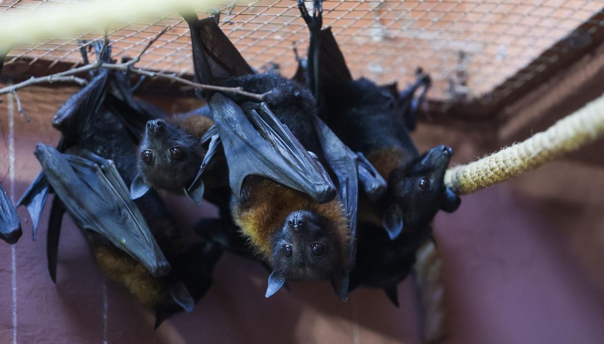 https://wips.plug.it/cips/notizie.virgilio.it/cms/2026/07/bambino-morto-rabbia-pipistrello.jpg