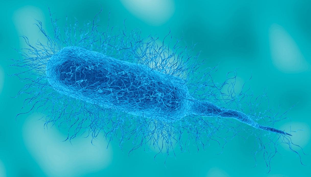Cos'è il batterio mangia carne Vibrio Vulnificus nel Mediterraneo e i rischi