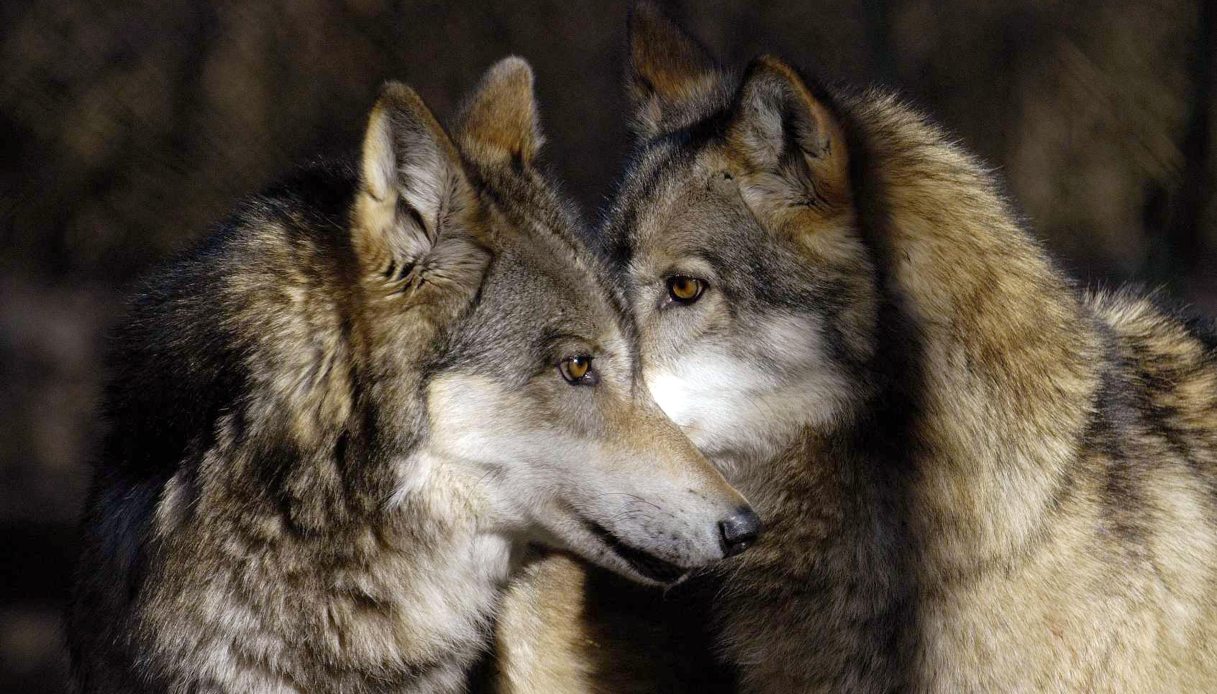 branco di lupi adotta cucciolo di cane in grecia la storia diventa un caso studio all universit224 di salonicco da Virgilio.it branco di lupi adotta cucciolo di cane in grecia la storia diventa un caso studio all universit224 di salonicco