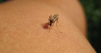 casi-west-nile-zanzare