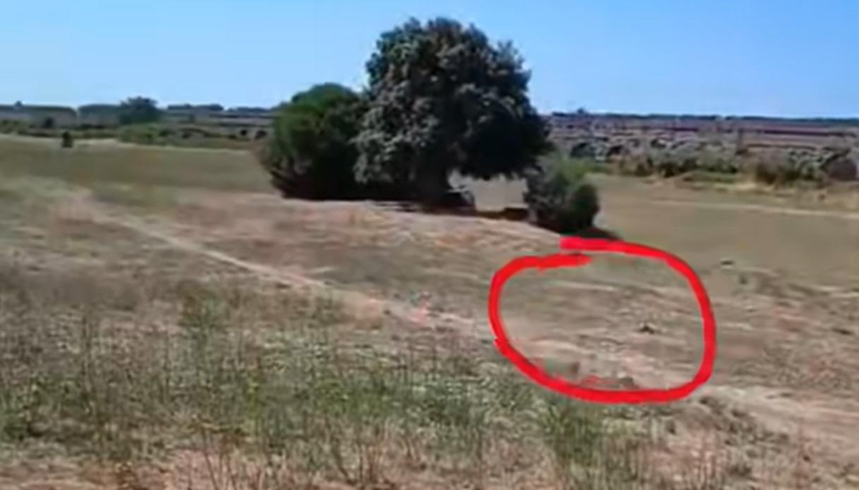 gatto carbonizzato al parco degli acquedotti di roma forse dato alle fiamme associazione chiede l autopsia da Virgilio.it gatto carbonizzato al parco degli acquedotti di roma forse dato alle fiamme associazione chiede l autopsia