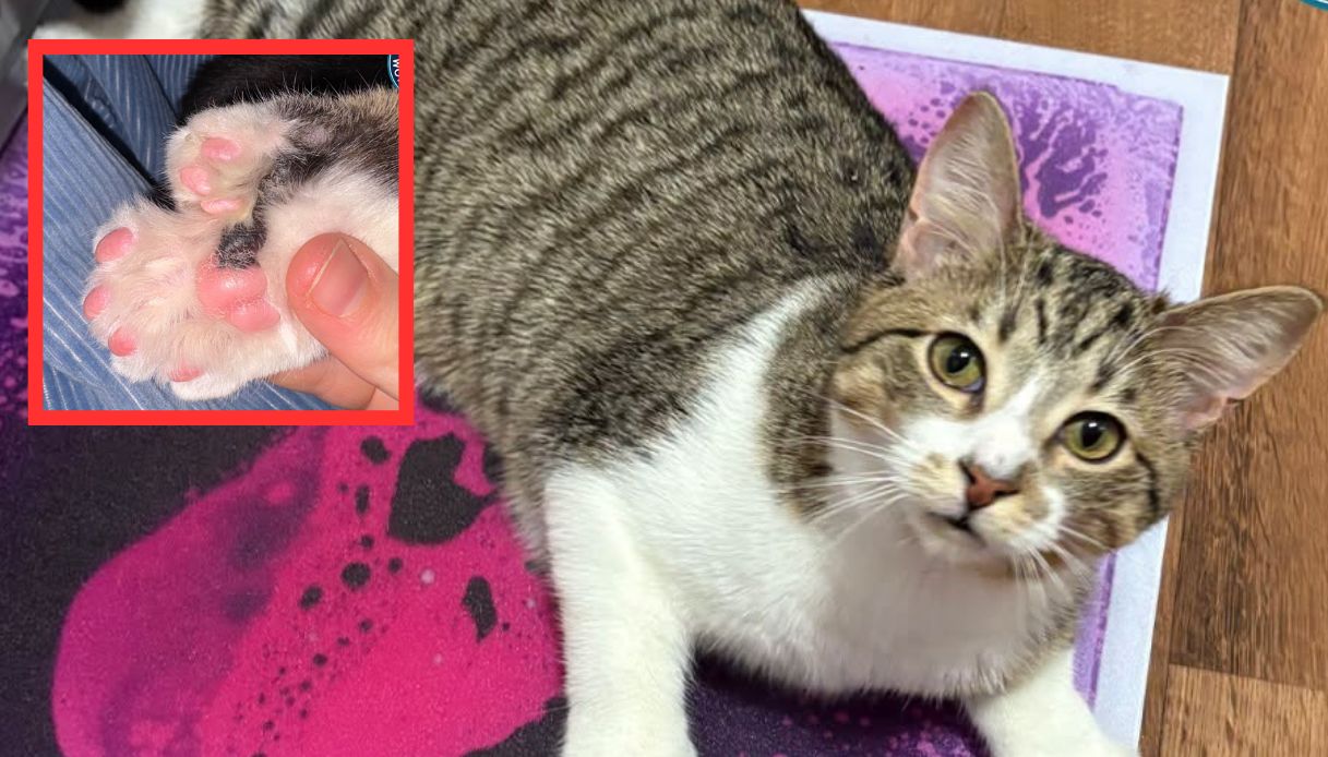 gatto con 28 dita e 30 artigli felino polidattilo salvato per miracolo entra nel guinness dei primati da Virgilio.it gatto con 28 dita e 30 artigli felino polidattilo salvato per miracolo entra nel guinness dei primati