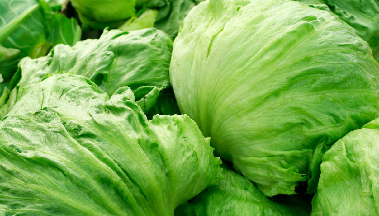 Lattuga iceberg ritirata dal mercato negli Usa per l Lattuga iceberg ritirata dal mercato negli Usa per l
